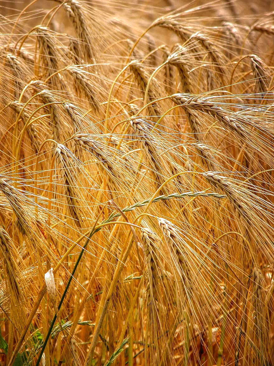 Grain, Cereals, Harvest, Ripe, Agriculture, Cornfield, Wheat, Field, Nature, Plant, Spike