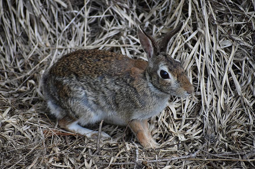 conill, llarga orellada, orelles de conill, llebre, conill salvatge, prat, salvatge, conill de Pasqua, pell, animal salvatge, mamífer