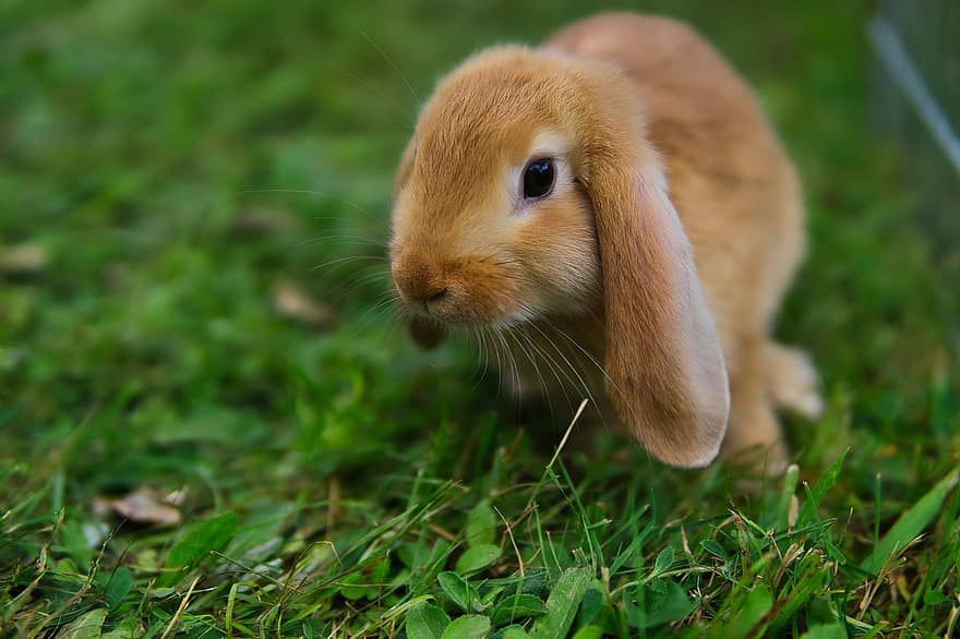 кролик, зайчик, милий, газон, природи, тварина, Великдень, чарівний, домашня тварина, молодий кролик, пухнастий