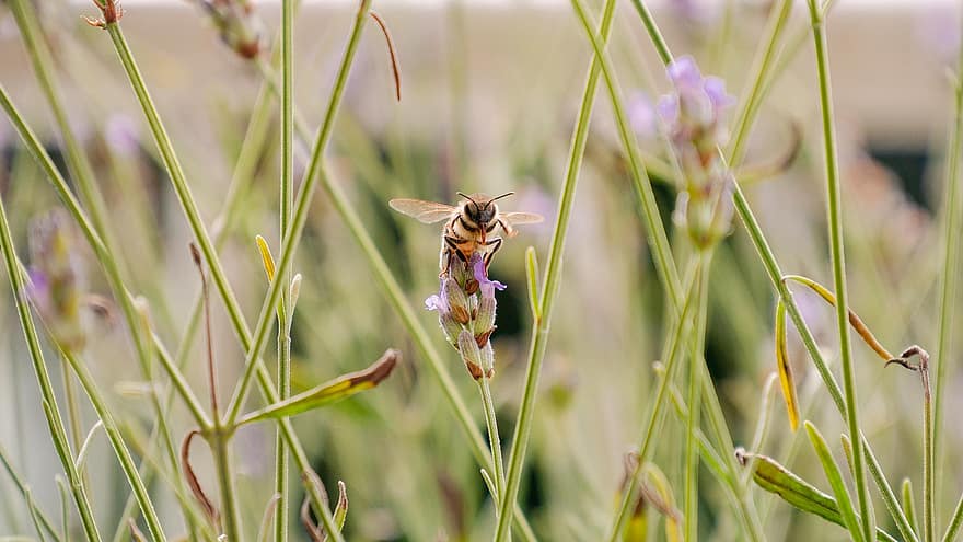 lebah, serangga, bunga, lavender, Ivy Bee, Colletes Hederae, penyerbukan, tunas, menanam, alam, makro