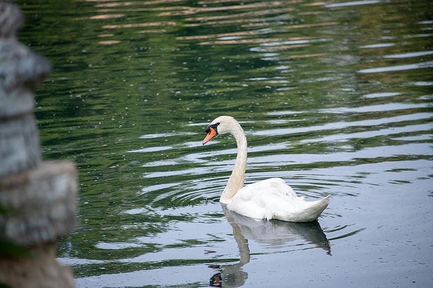cisne, Cisne Branco, aves aquáticas, lago, reflexão, natureza, animal, são charles, missouri, branco