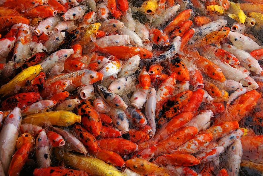 риби, Koi, шаран, вид, риба, кои шаран, многоцветни, езерце, вода, оранжев цвят, фонове