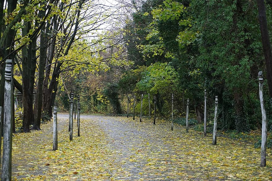 hutan, pohon, jalan, jatuh, musim gugur, alam, jejak, Daun-daun, dedaunan, pemandangan, di luar rumah
