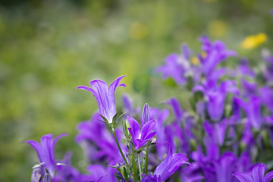 kellokukka, kukat, Bluebells perhe, violetti kukka, sininen, kasvisto, kukinnan, kukinta, kevät, puutarha, kasvitiede