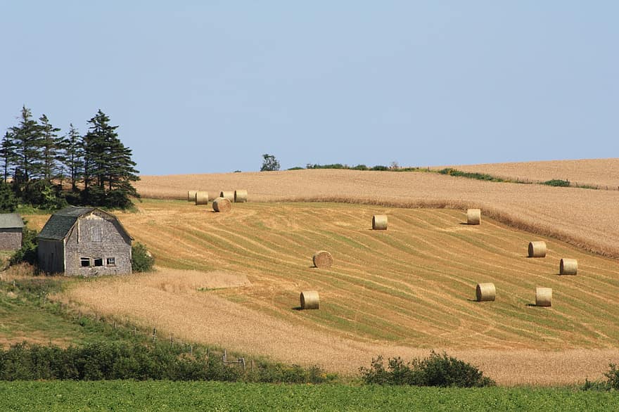 Farm, Field, Rural, Outdoors, rural scene, agriculture, bale, hay, summer, meadow, landscape