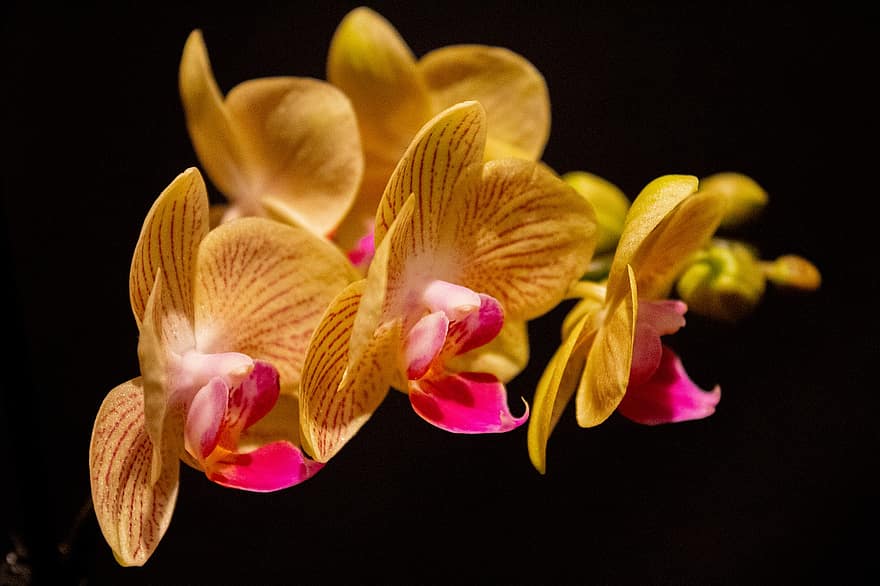 orchidee, fiori, pianta, fioritura, fiorire, primavera, esotico, tropicale, elegante, petali, natura