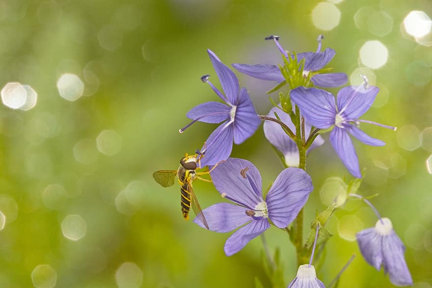 mosca flotante, insecto, campanillas, animal, las flores, flores violetas, floración, flor, jardín, verano, bokeh
