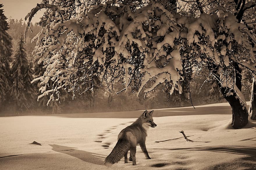 vos, dier, zoogdier, natuur, winter, sneeuw, harig, boom