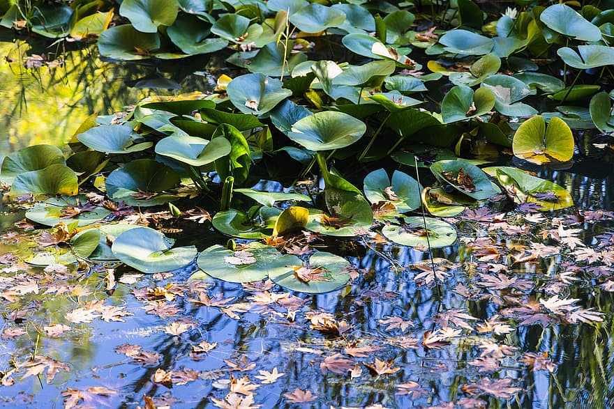 Lotus, Wasserlilien, Teich, See, Herbst, Natur