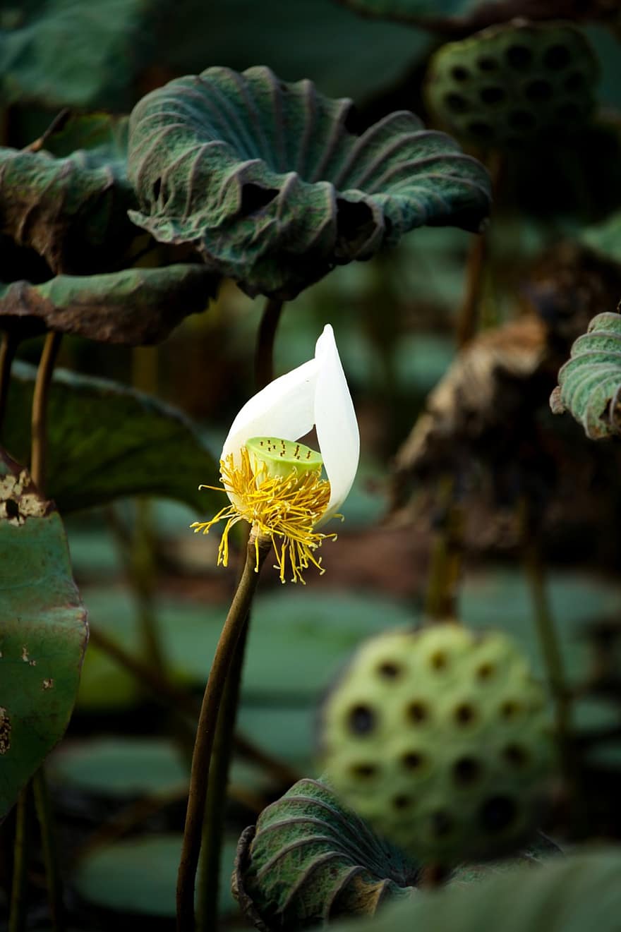 Αγγλικά Lotus, πέταλα, λουλούδια, ύπερος άνθους, λευκό, πανεμορφη, πράσινος