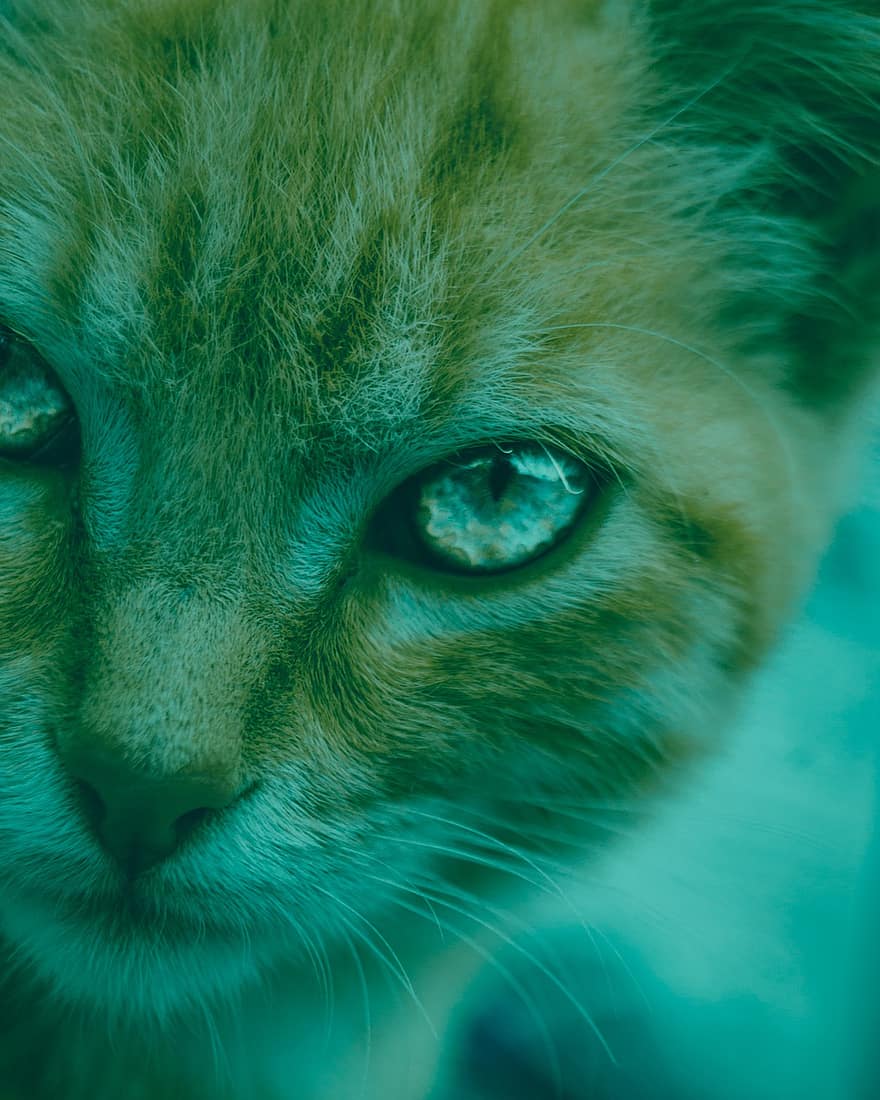 con mèo, vật nuôi, trong nước, con mắt, nhìn, râu ria, mèo con, mèo nhà, dễ thương, cận cảnh, đang nhìn