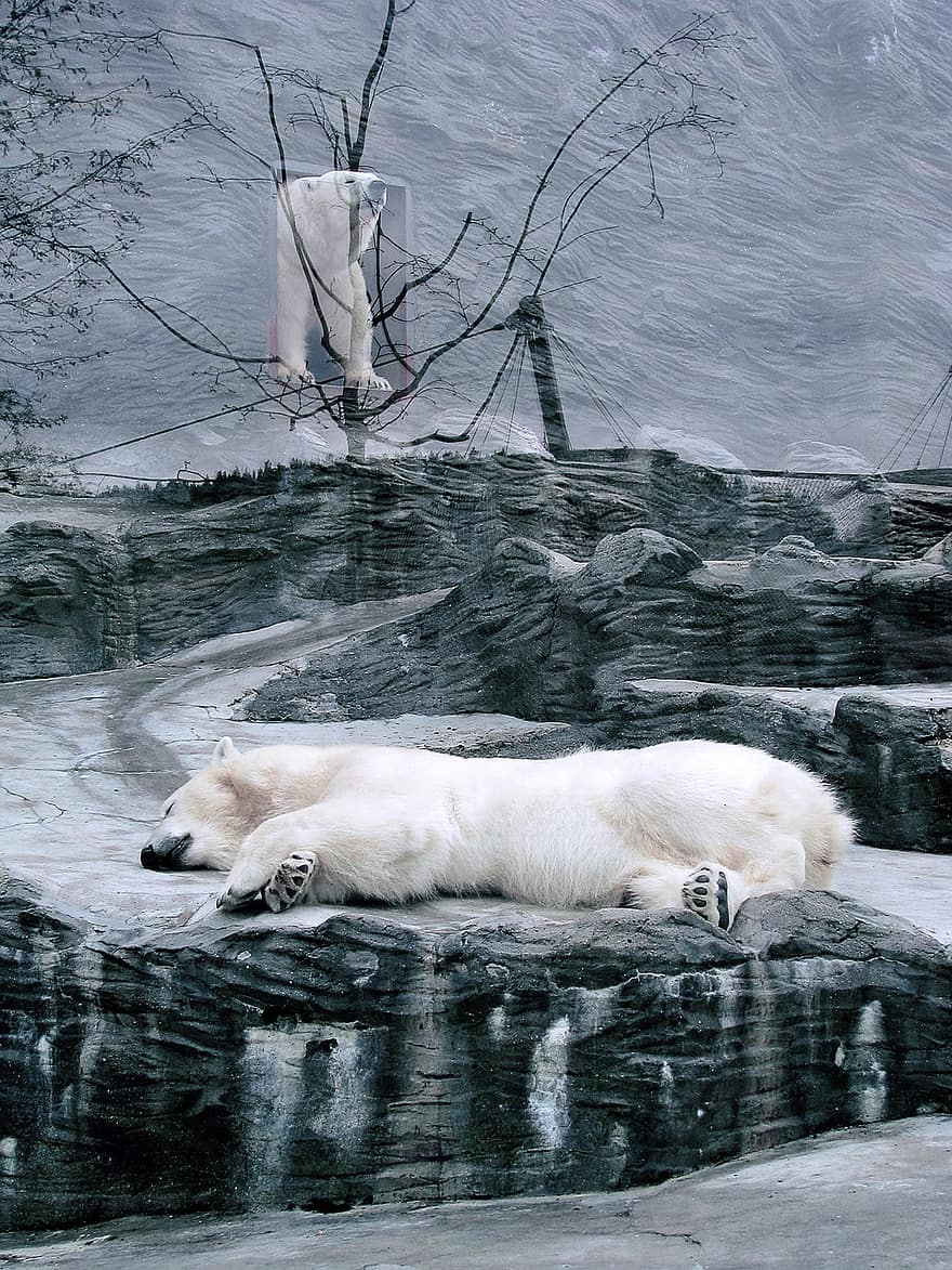ours, ours polaire, mammifère, créature, animal, faune, en voie de disparition