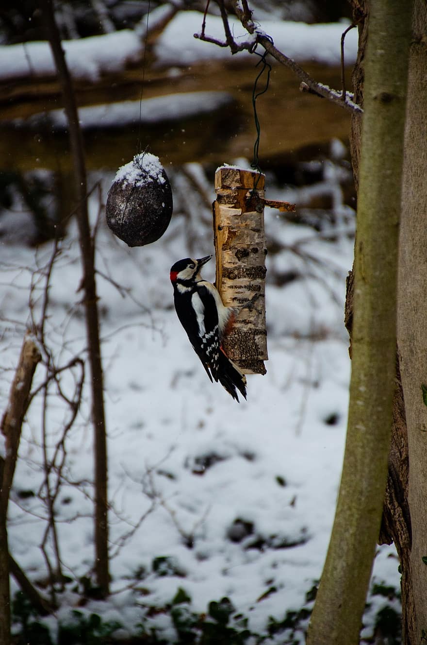 Woodpecker, Bird Feeder, Snow, Bird, Winter, Snowy, Wintry, Snowscape, Winterscape, Hoarfrost, Feeding