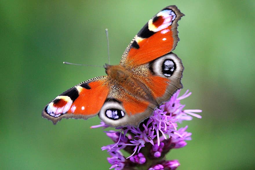 Peacock Butterfly, Butterfly, Blossom, Bloom, Purple, Nature