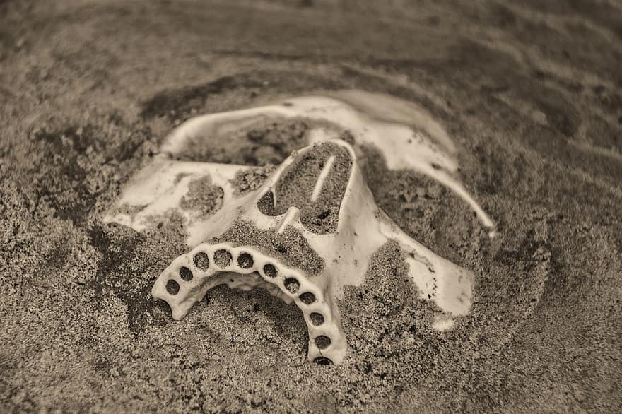 kranium, død, fossil, tænder, sand, halloween, rædsel, hoved, ond, knogle, skræmmende