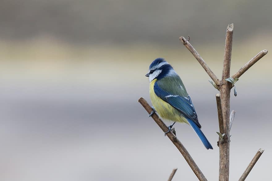 mésange bleue, oiseau, perché, mésange, animal, plumes, plumage, le bec, facture, observation des oiseaux, ornithologie