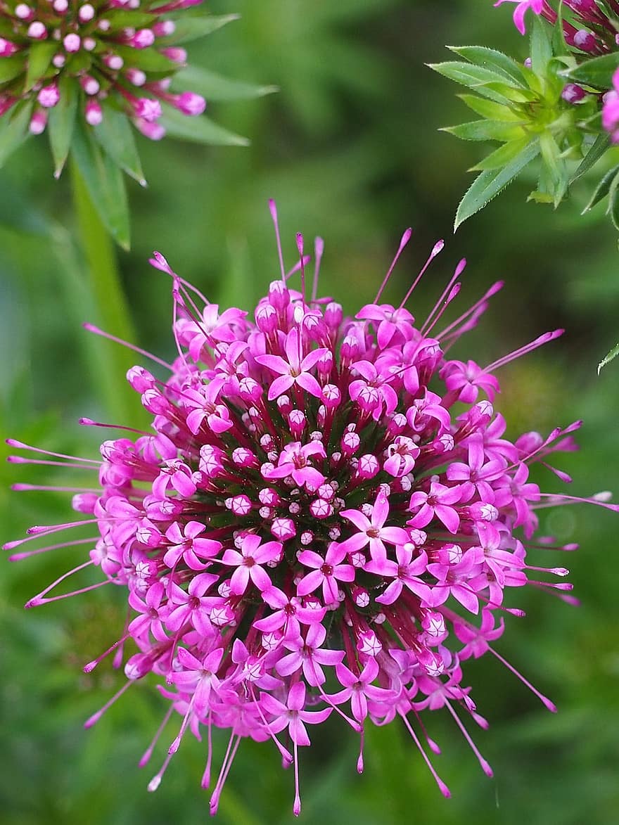 phuopsis stylosa, cara de valeriana, flores estelares, rosado, flora, flor, brote, jardín, naturaleza, bill woodruff