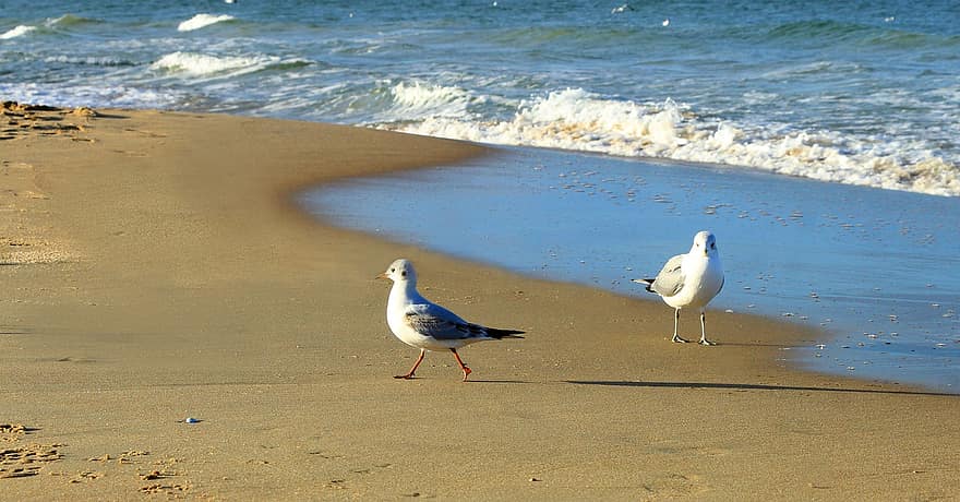 Seagulls, Birds, Perched, Animals, Sea, Feathers, Beach, Plumage, Beaks, Bills, Bird Watching