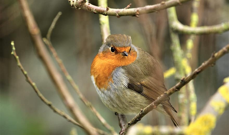Robin Redbreast, pájaro, rama, Robin, petirrojo europeo, pájaro paseriforme, animal, fauna silvestre, fauna, bosque, naturaleza