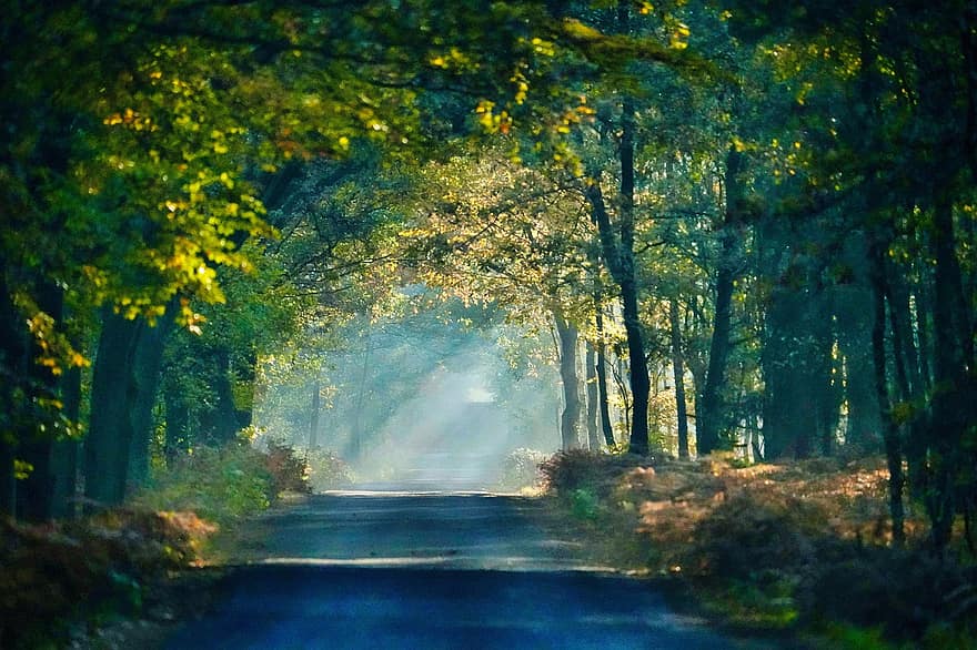 naturaleza, paisaje, la carretera, camino, arboles, viaje, exploración, al aire libre, bosque, árbol, otoño