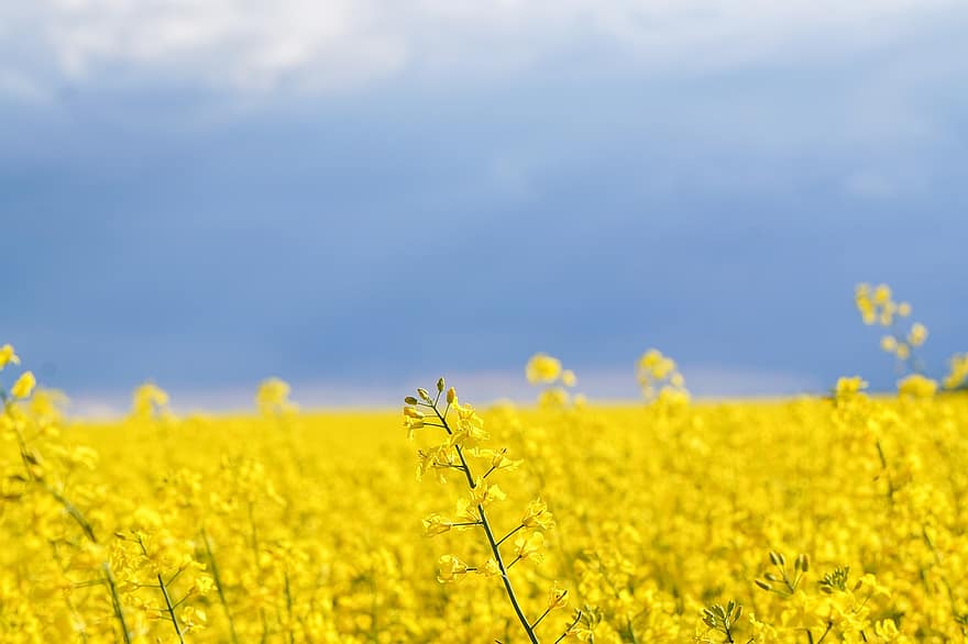 Rapeseeds, Yellow Fields, Farm, Agriculture, Farmland, Field Of Rapeseeds, Yellow Flowers, Sky, Spring, Spring Flowers