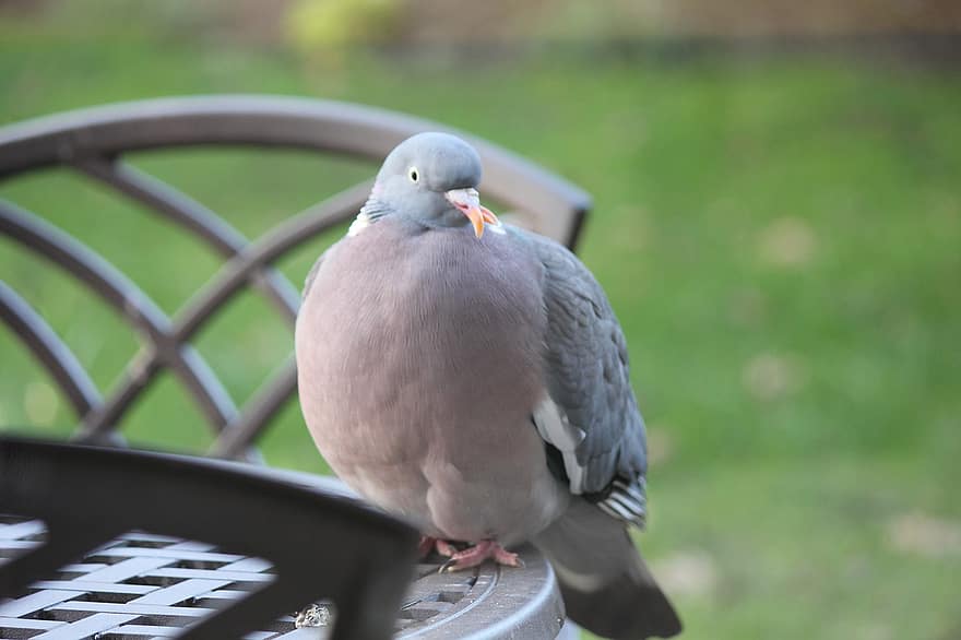 Common Wood Pigeon, Dove, Animal, Bird, Wildlife, Plumage, Perched, Table, Chairs, Garden, Ornithology