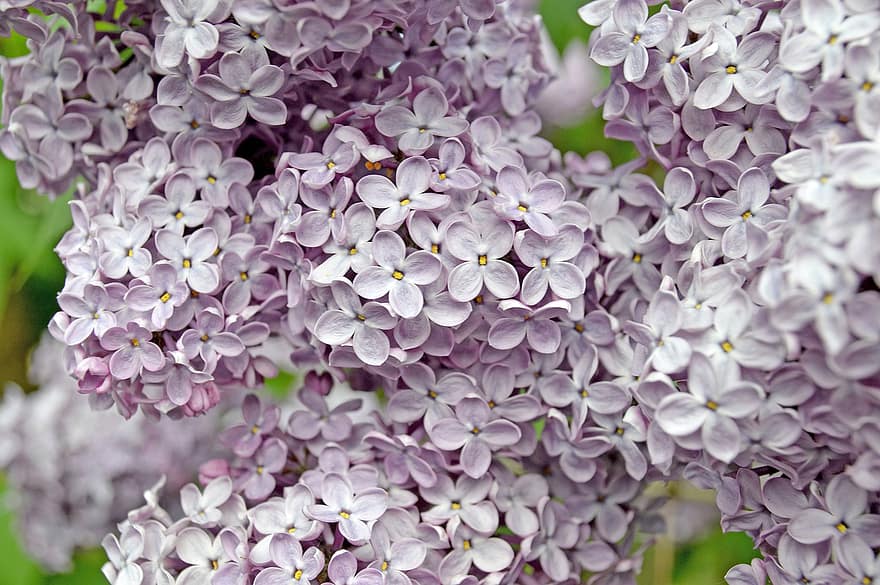 ungu, musim semi, mungkin, alam, mekar, semak, bunga mekar, flora