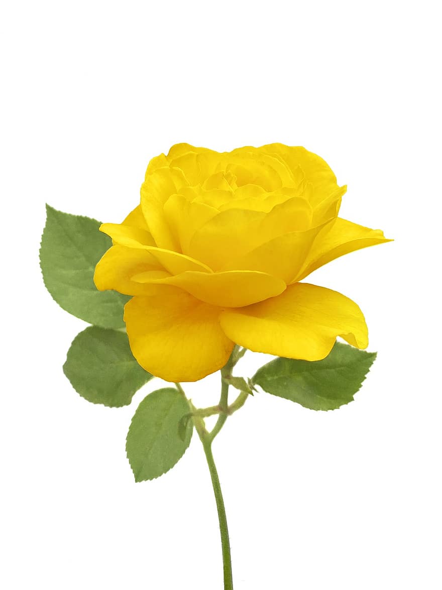 τριαντάφυλλο, λουλούδι, κίτρινο αυξήθηκε, αυξήθηκε ανθίζει, πέταλα, πέταλα τριαντάφυλλου, ανθίζω, άνθος, χλωρίδα, φύση, φύλλο