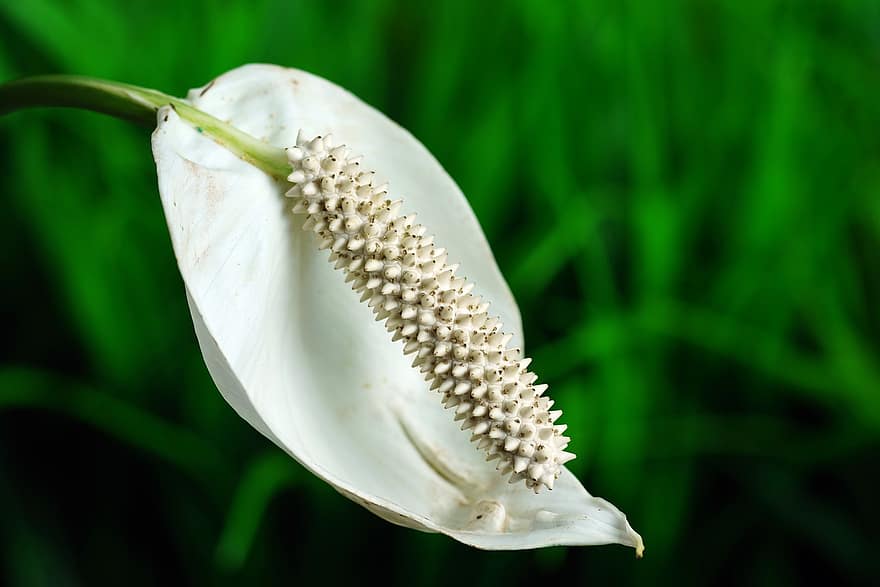 Peace Lily, Flower, Plant, White Flower, Petal, Spadix, Bloom, Nature