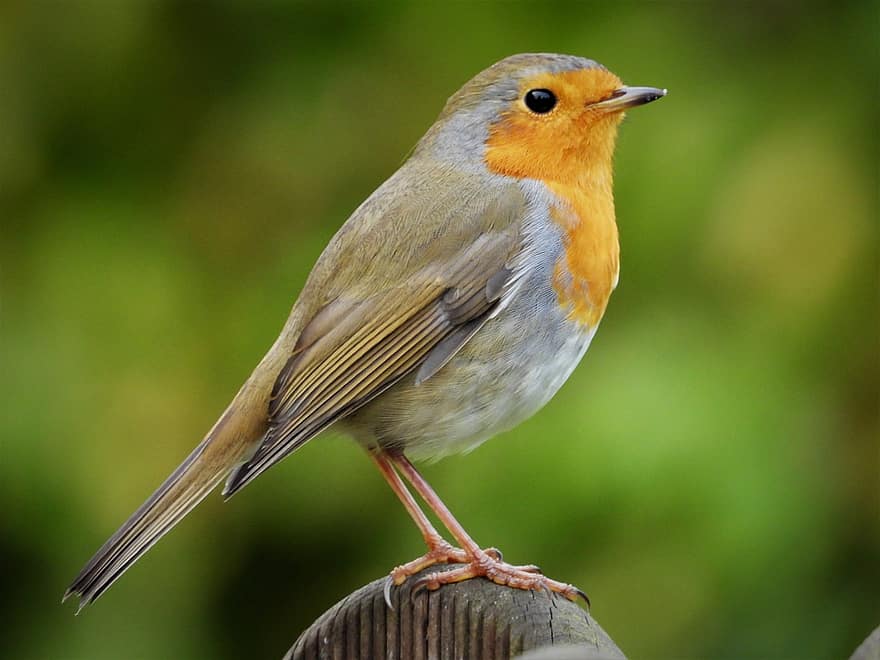 robin, burung penyanyi, burung, bertengger, bulu, bulu burung, ave, ilmu burung, mengamati burung, dunia Hewan, alam