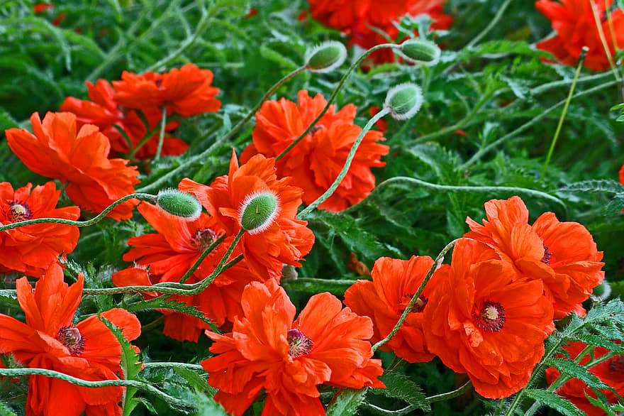 bunga poppy, bunga, tunas, bunga poppy merah, bunga merah, kelopak, kelopak merah, mekar, berkembang, flora, alam