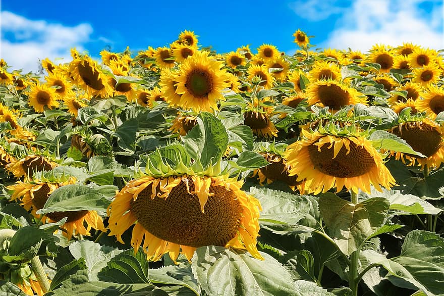 bunga matahari, bunga-bunga, bidang bunga matahari, bidang, bunga kuning, kelopak, kelopak kuning, berkembang, mekar, flora