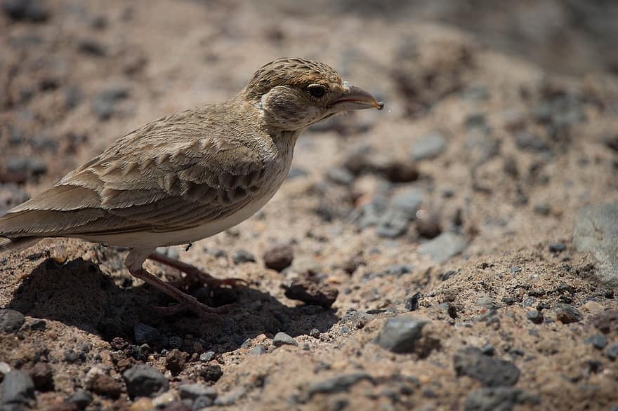 Fischer Sparrow Lark, ptak, ziemia, Fischer Finch Lark, ptak wróblowaty, zwierzę, dzikiej przyrody, skały, kamienie, pustynia, Natura