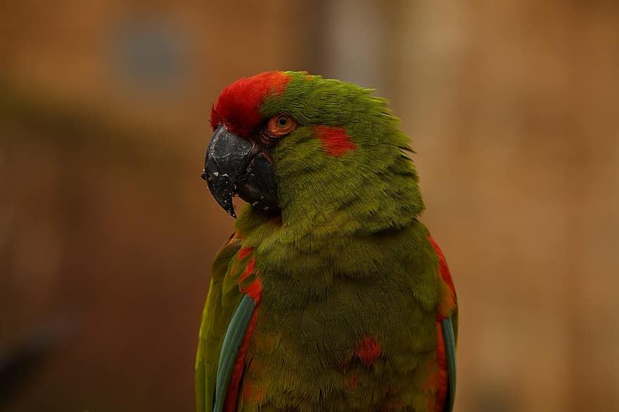 ara, fågel, djur-, röd-fronted macaw, papegoja, fjäderdräkt, näbb