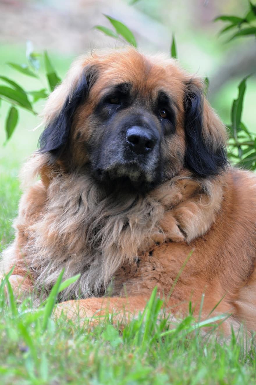 Leonberger, Dog, Pet, Sandy Leonberger, Animal, Mammal, Domestic Dog, Giant Dog, Cute Dog, Adorable Dog