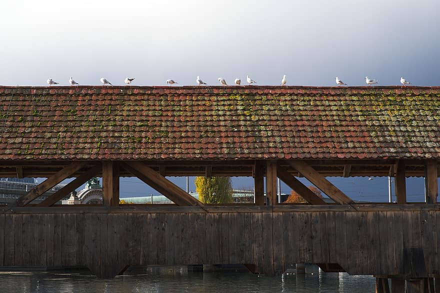 pont, toit, des oiseaux, les pigeons, colombes, Pont de bois, couvert, bois, architecture, industrie de construction, structure construite