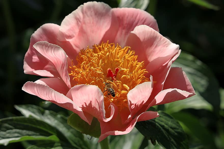 चपरासी, गुलाबी peony, गुलाबी फूल, फूल, क्लोज़ अप, खिलना, बगीचा, प्रकृति, पौधा, गर्मी, पत्ती