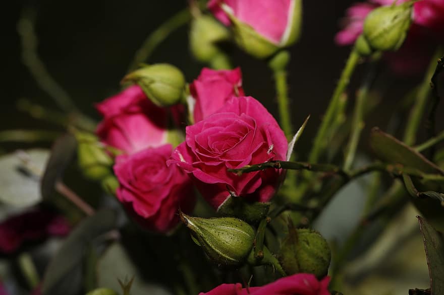pieauga, zieds, pumpuru, rozā roze, rozā zieds, ziedlapiņām, zied, raksturs