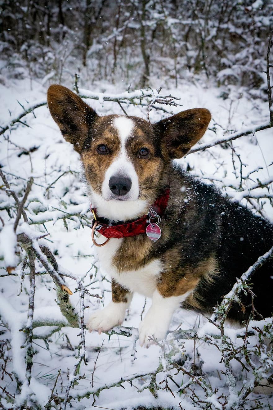 hond, corgi, hoektand, sneeuw, pret, race, huisdier, dier, teckel, huishond, schattig