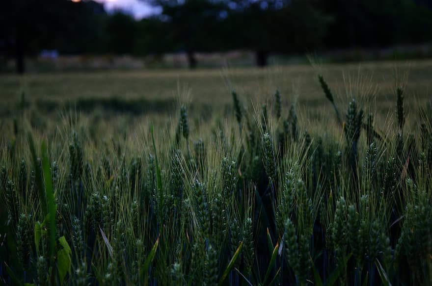 Wheat, Field, Farm, Crop, Cereal Grains, Farmland, Cropland, Agriculture, Landscape, Rural