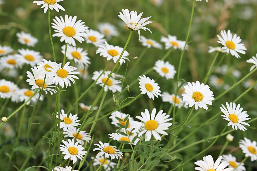 Chamomile, Flowers, White Flowers, Petals, White Petals, Blossom, Bloom, Nature