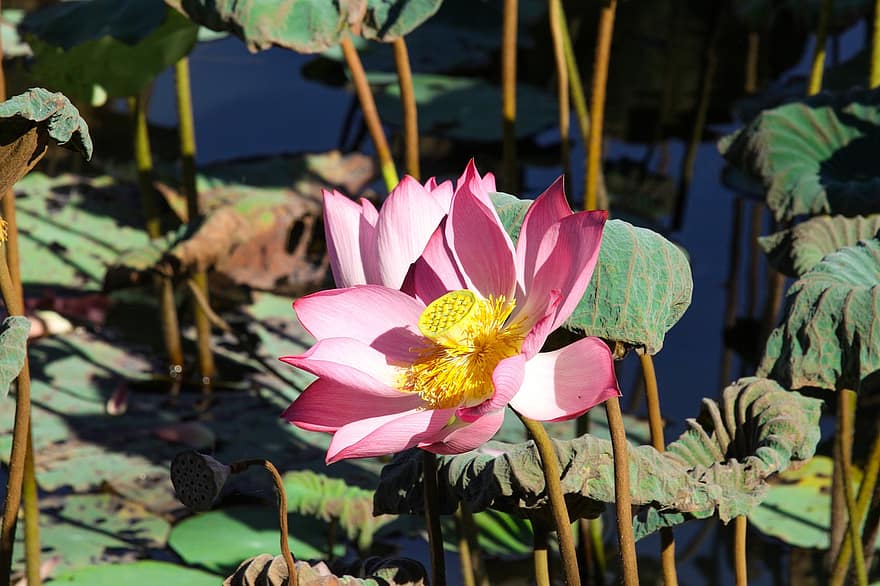 Lotus englez, lotus, nuferi, lac, floare, vară