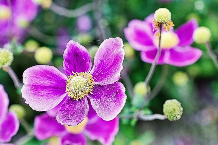 anemone, fiori, fiori viola, petali viola, petali, fioritura, fiorire, piante, flora, natura