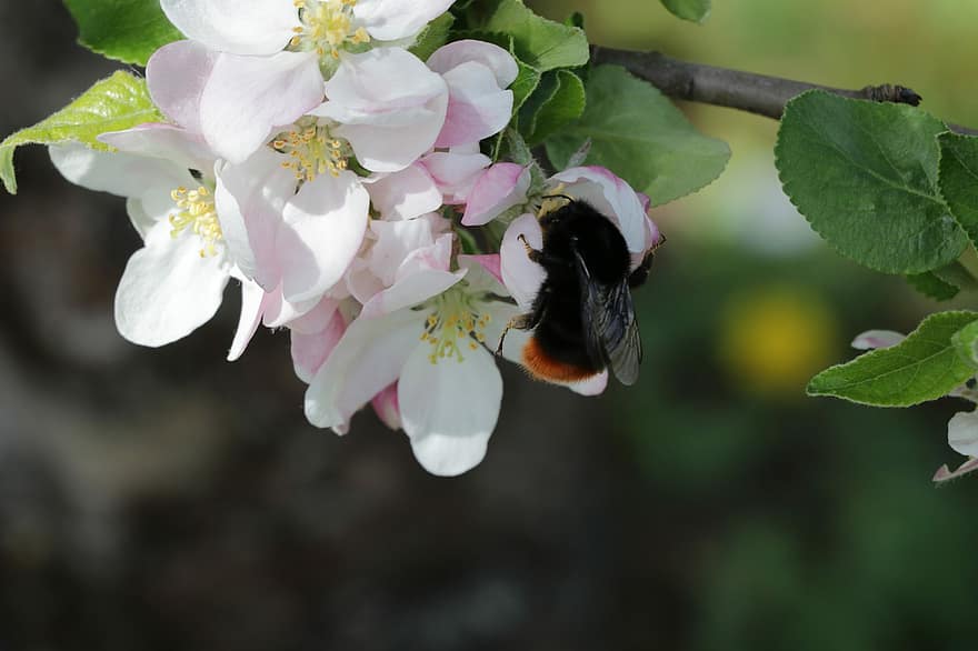 bumblebee, แมลง, ดอกไม้, ผึ้ง, ดอกแอปเปิ้ล, สาขา, ต้นไม้, ใกล้ชิด, ฤดูใบไม้ผลิ, ปลูก, แมโคร