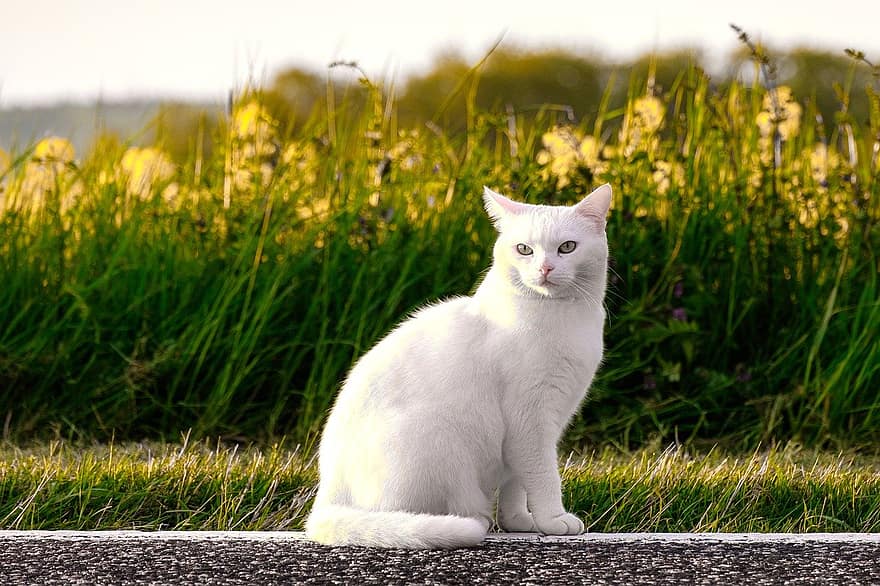 con mèo, vật nuôi, thú vật, trong nước, động vật có vú, mèo trắng, cỏ, cánh đồng, mùa xuân, thanh lịch, ngồi