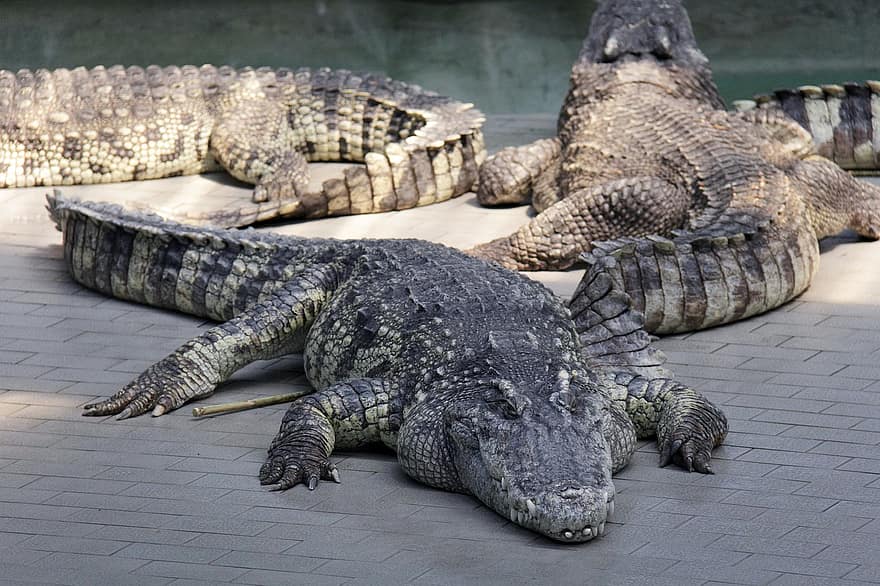 krokodýl, zvíře, divoká zvířata, plaz, nebezpečný, Divoká bestie, zvířata ve volné přírodě, aligátor, Afrika, velký, nebezpečí