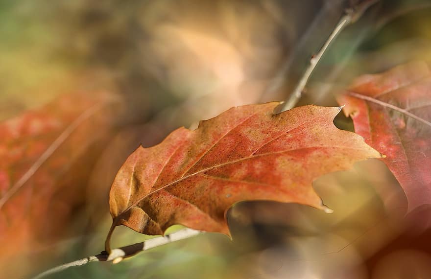 клонка, есен, листа, шума, есенни листа, есенна листа, есенни цветове, есенния сезон, попадат зеленина, цветовете на есента, гора