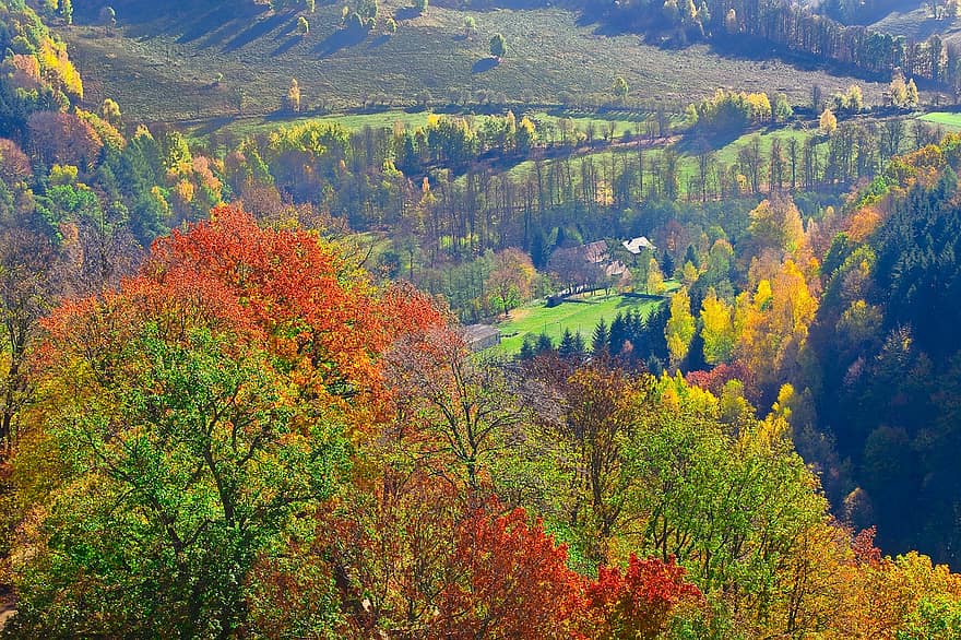 dal, blade, farverig, løv, efterår, Skov, træ, landlige scene, landskab, gul, bjerg