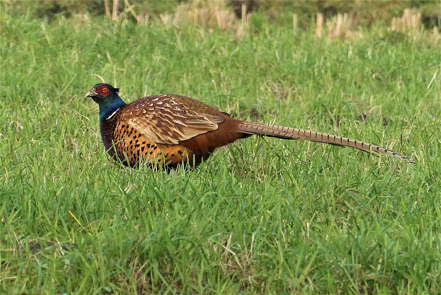 Pheasant, Bird, Animal, Plumage, Poultry, Nature, Animal World, Grass, Feathers, Ave, Avian