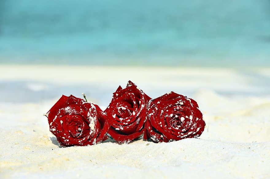 Rosen, Blumen, Sand, rote Rosen, rote Blumen, blühen, Küste, Strand, Natur, Nahansicht, romantisch